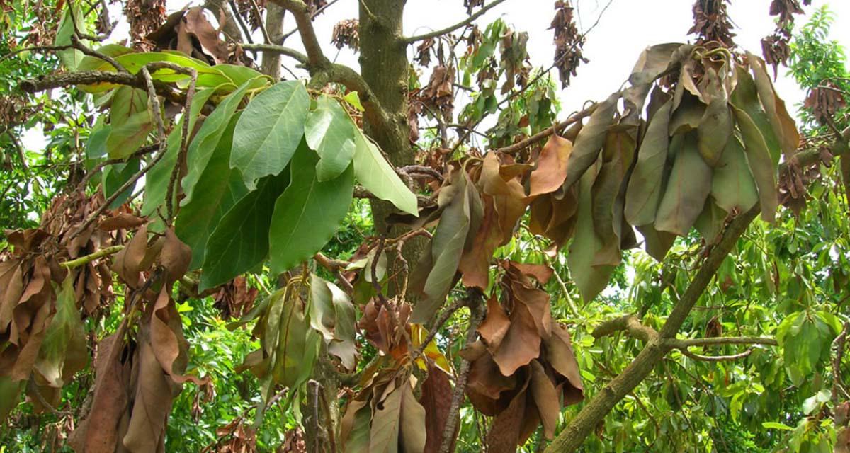 Marchitez del laurel