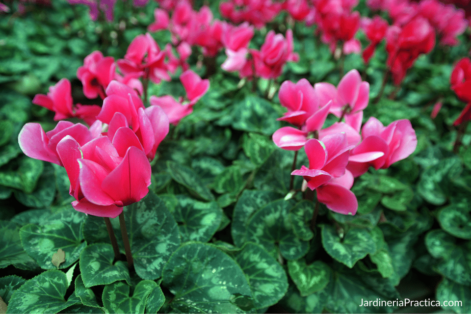 violeta imperial cuidados