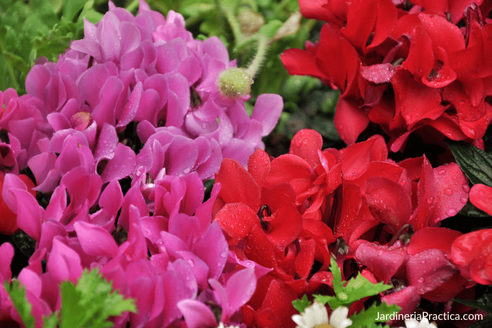 violeta imperial flores