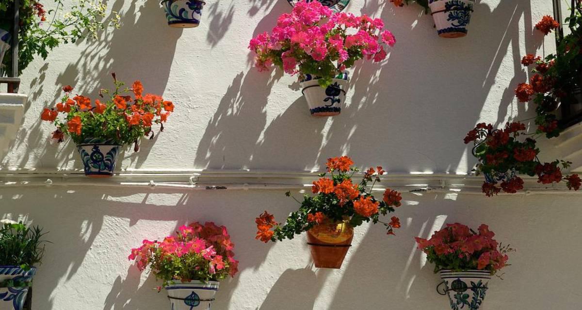 Floracion de los geranios