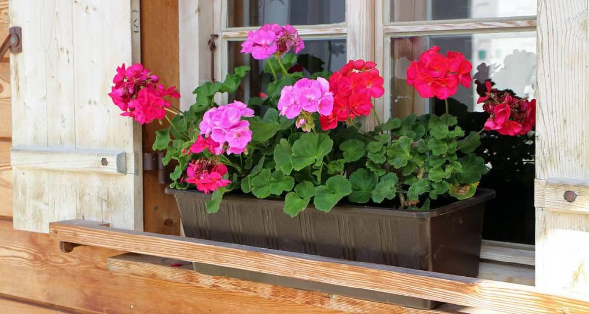 Geranios en floracion