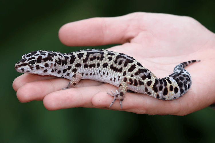 Criadores de geckos leopardo