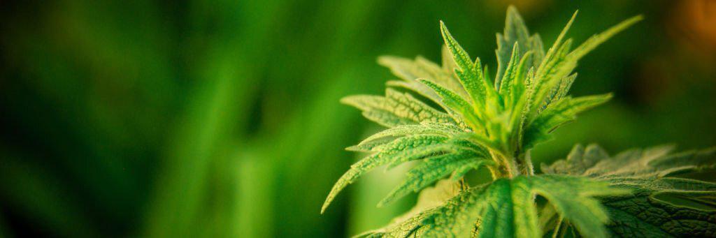 cbd perros tratamiento epilepsia