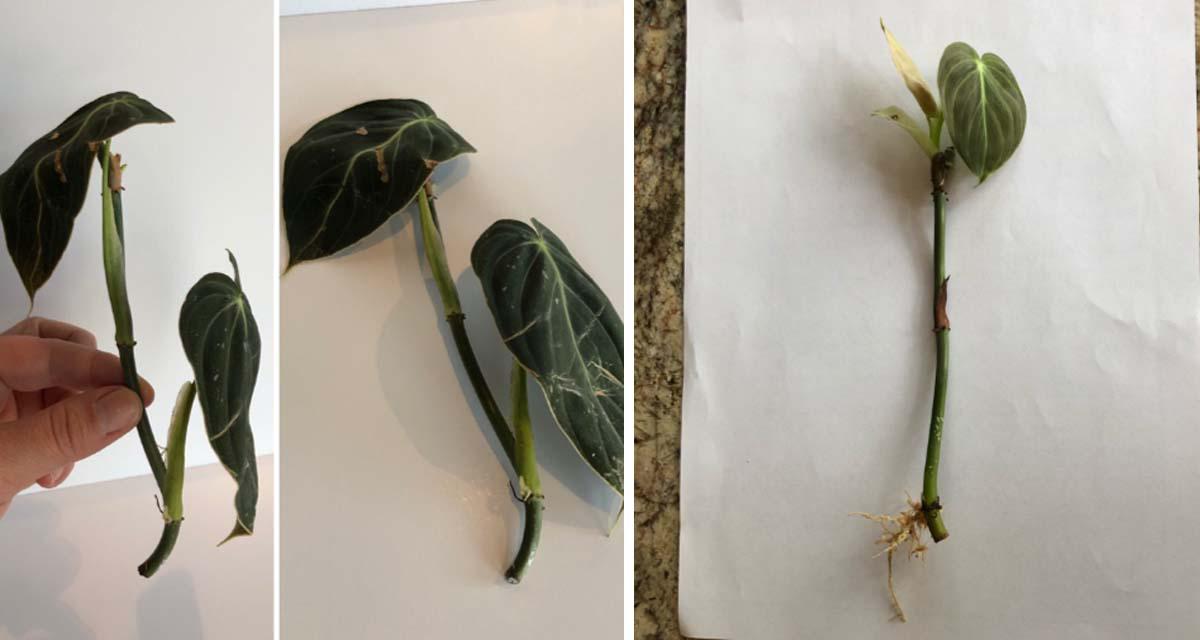 Esquejes de Philodendron melanochrysum