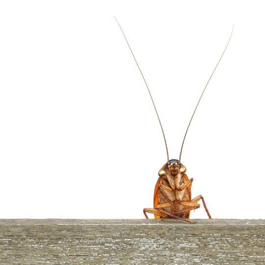 insectos caseros comunes