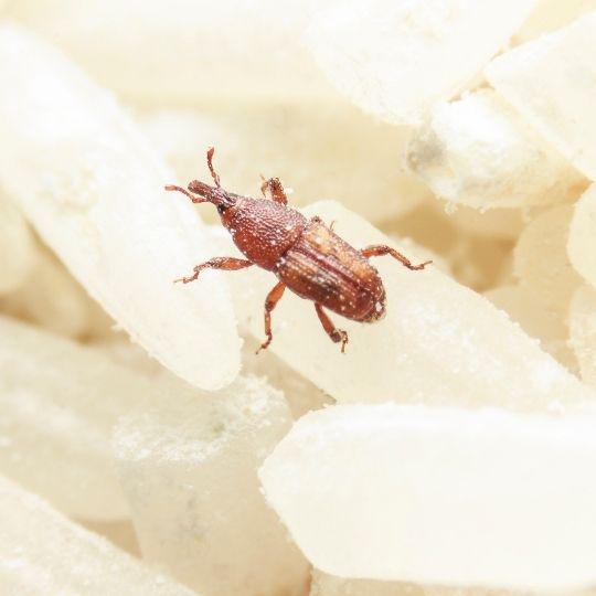 insectos caseros comunes