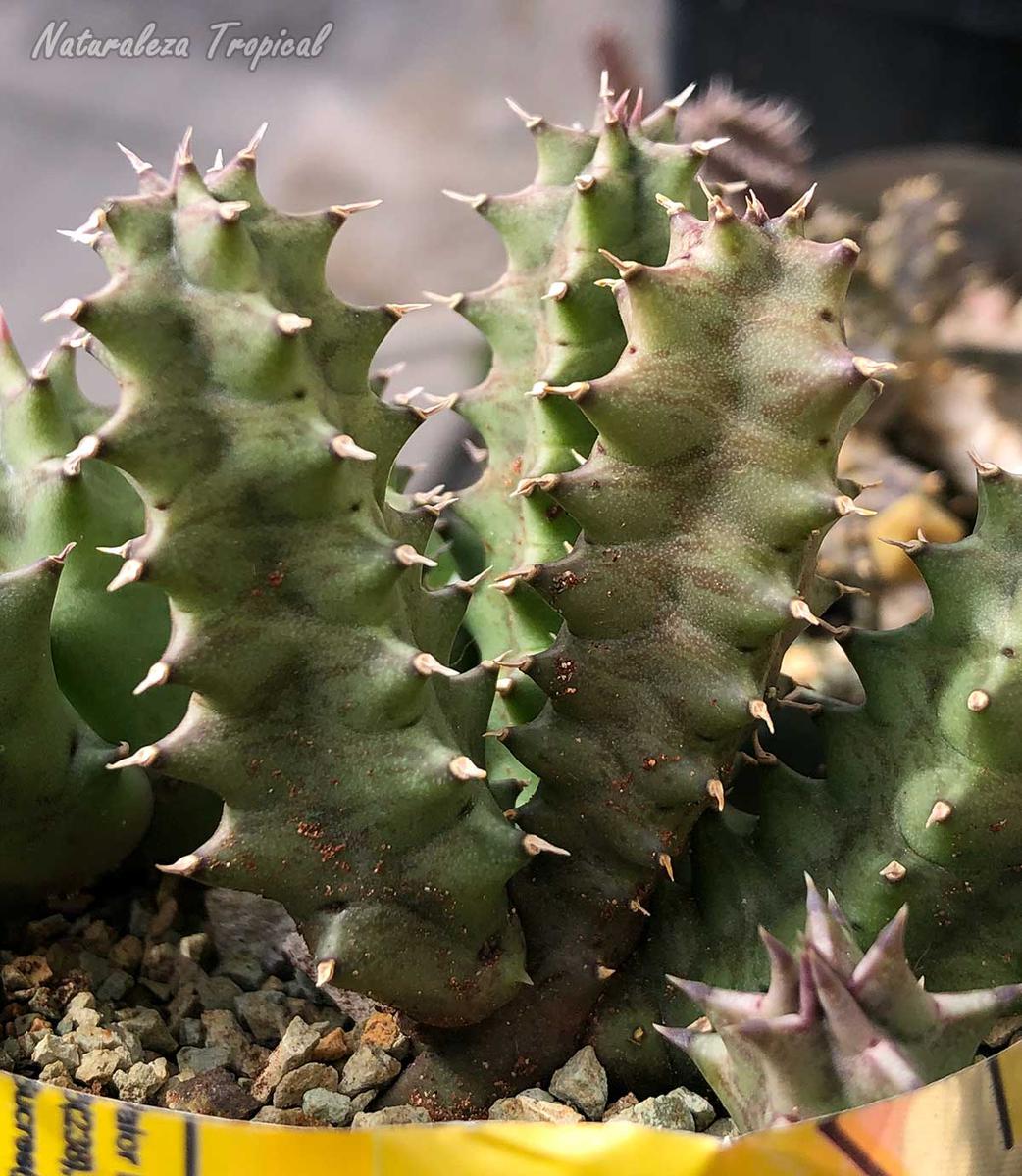 Vista de los tallos de la planta Huernia KMP 057