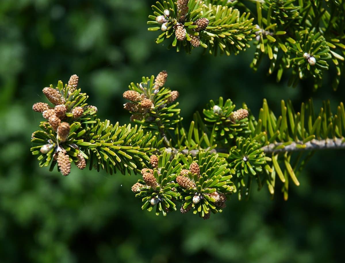 El abies koreana es un árbol perenne