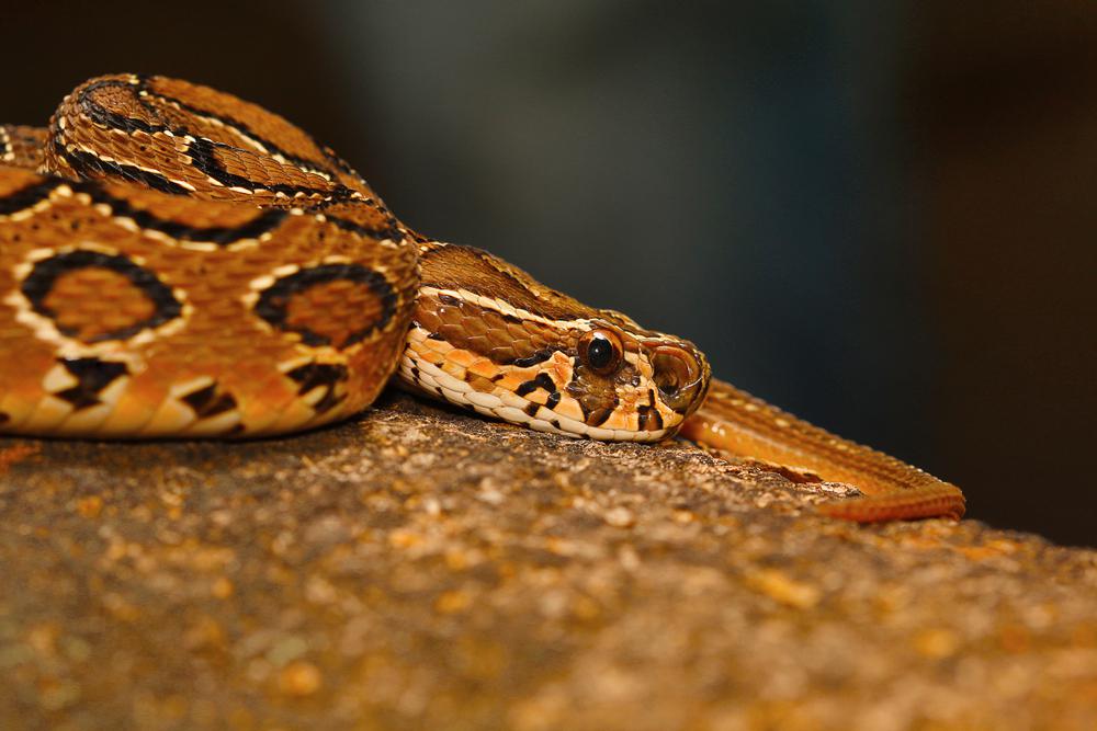 Daboia Russelii, una de las serpientes más peligrosas del mundo entero