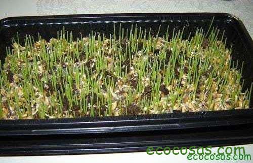 Wheatgrass, hierba de trigo un gran aliado para tu salud 3