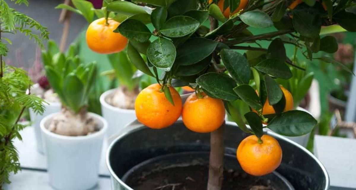 Cuidados mandarino en maceta