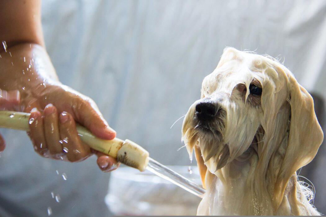 como evitar que tu perro tenga miedo al agua