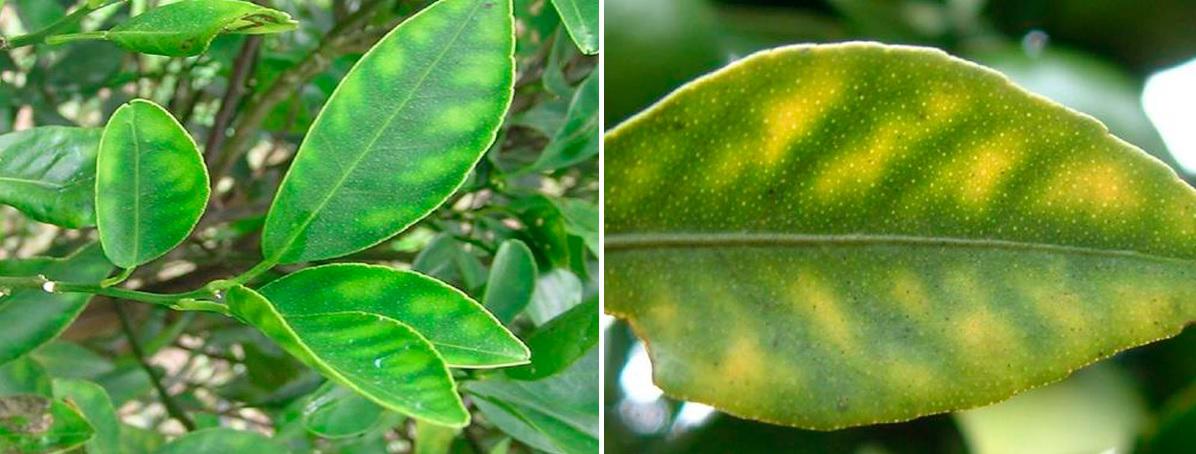 Carencia de magnesio en citricos