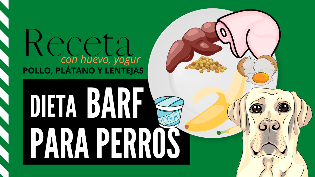 dieta barf recetas perros