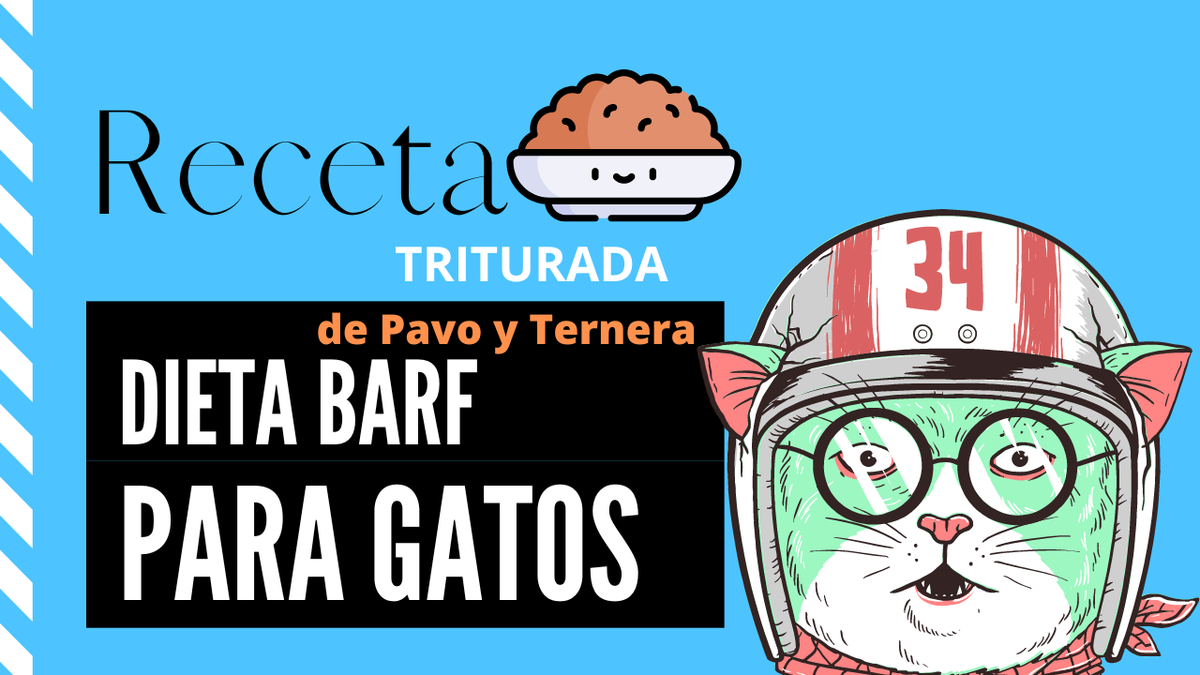 ejemplo dieta barf gato 