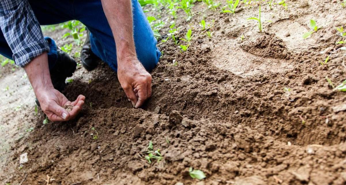 pH del suelo plantas