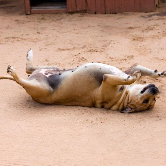 hipotiroidismo en perros