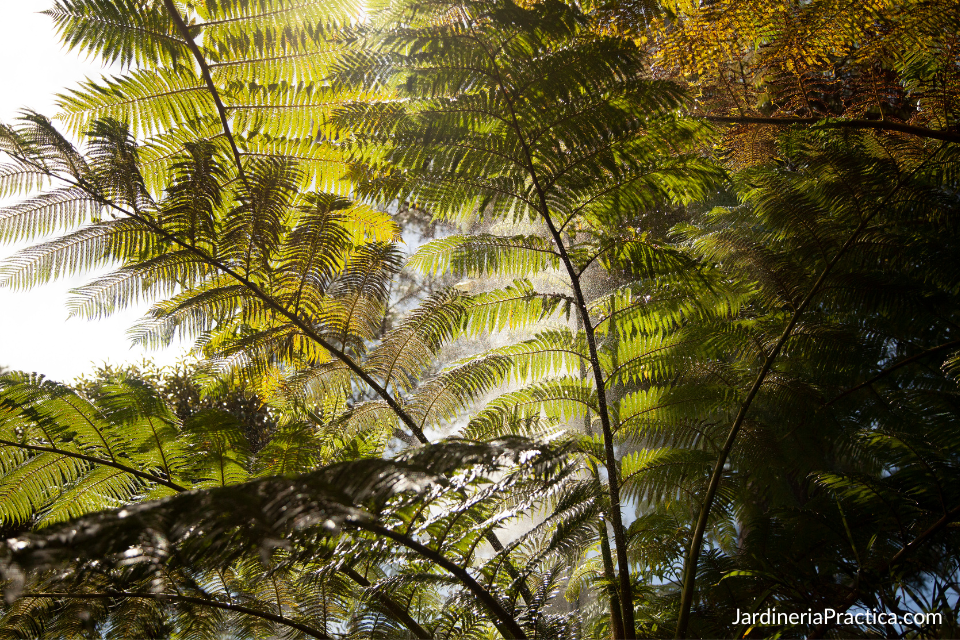 palo de vibora. Cyathea divergens