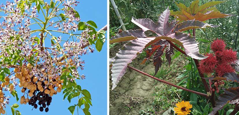 Plantas tóxicas para mascotas
