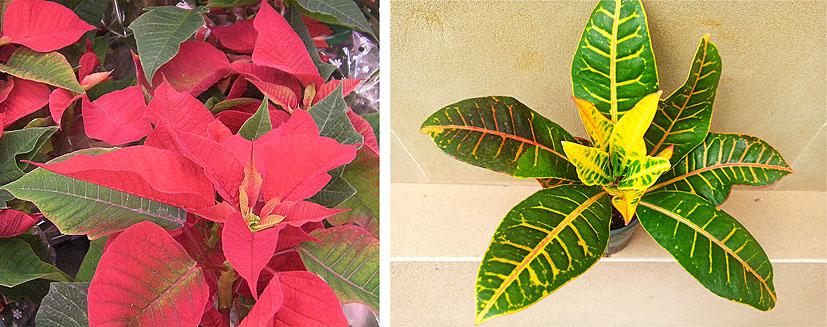 Plantas tóxicas para mascotas