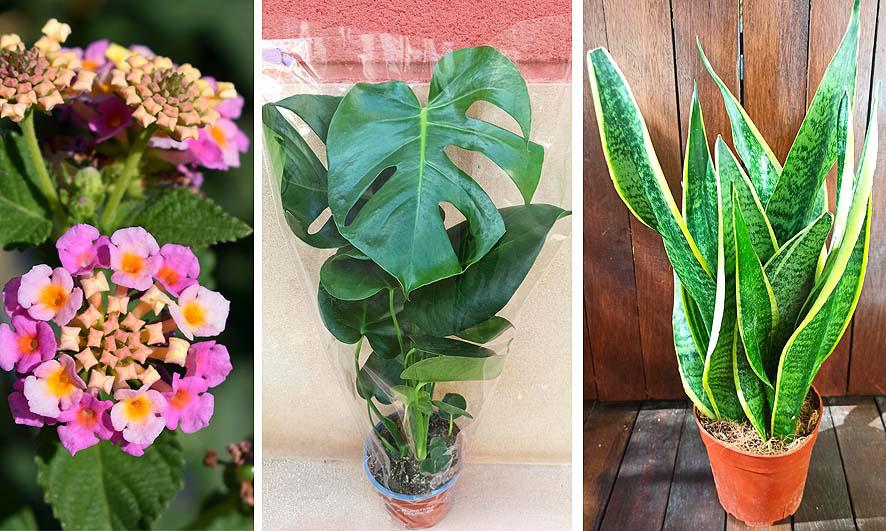 Plantas tóxicas para mascotas