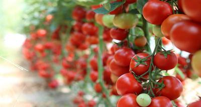 Uso de calcio para tomates