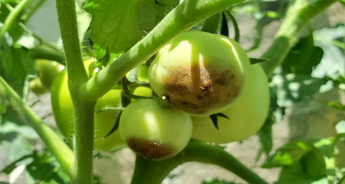 Carencia de calcio en tomate