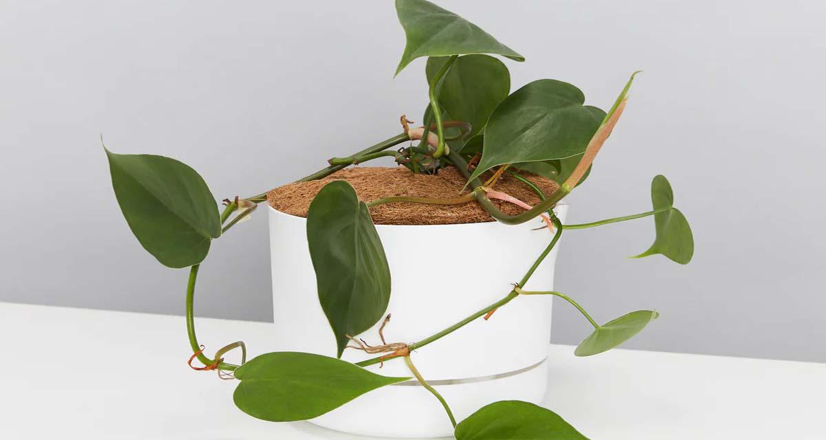 Filodendro Philodendron Hederaceum