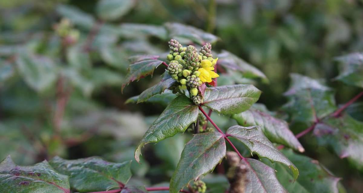 Brotes de Mahonia