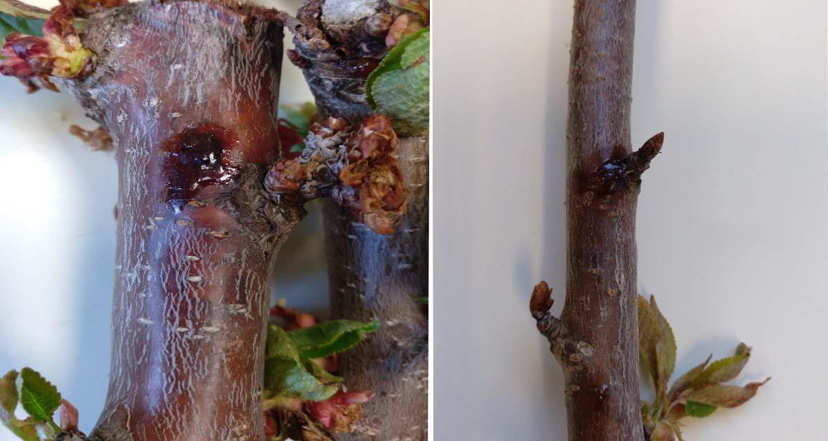 Sintomas gomosis del cerezo