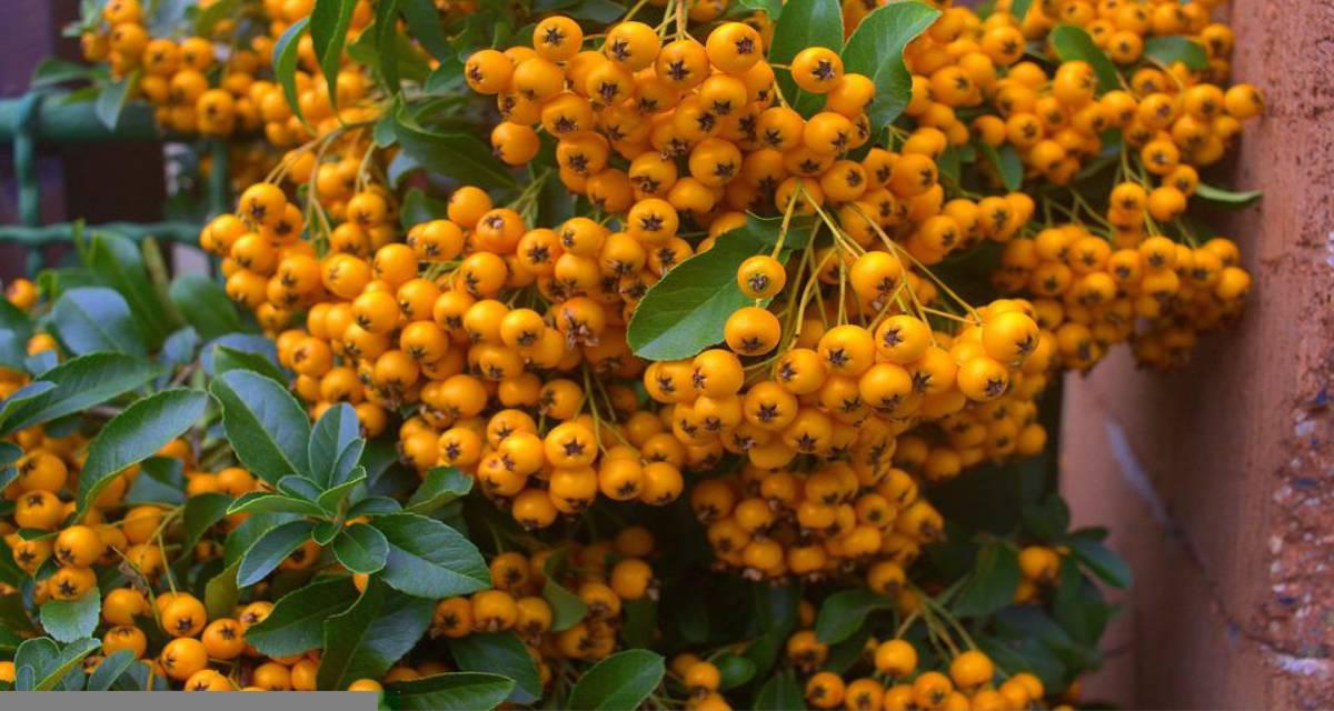Pyracantha coccinea
