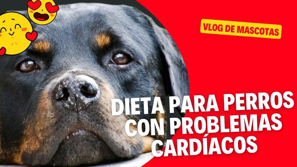 comida casera para perros con problemas de corazon