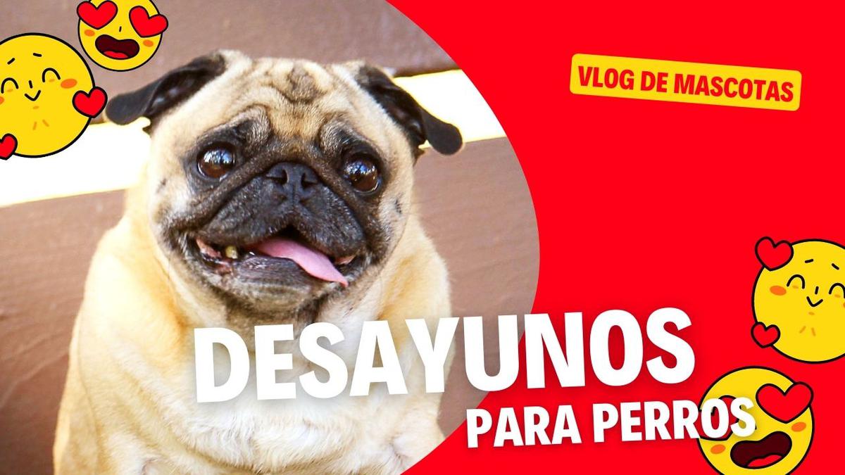 desayuno para perros