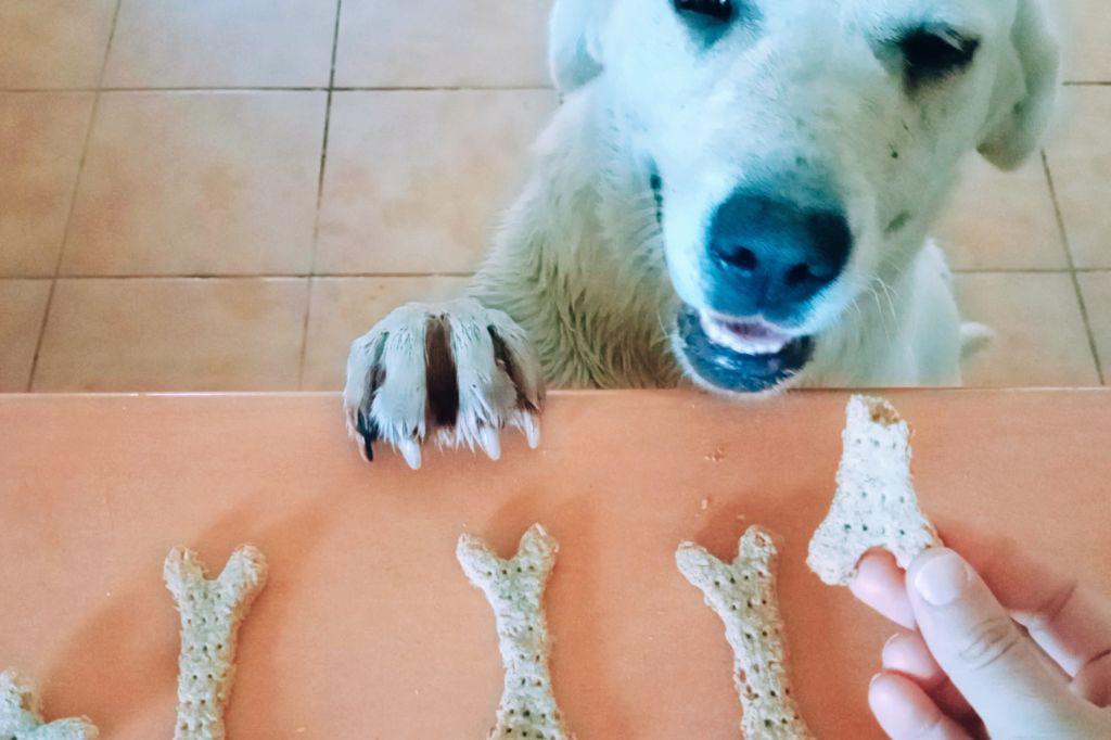 Galletas caseras para perros