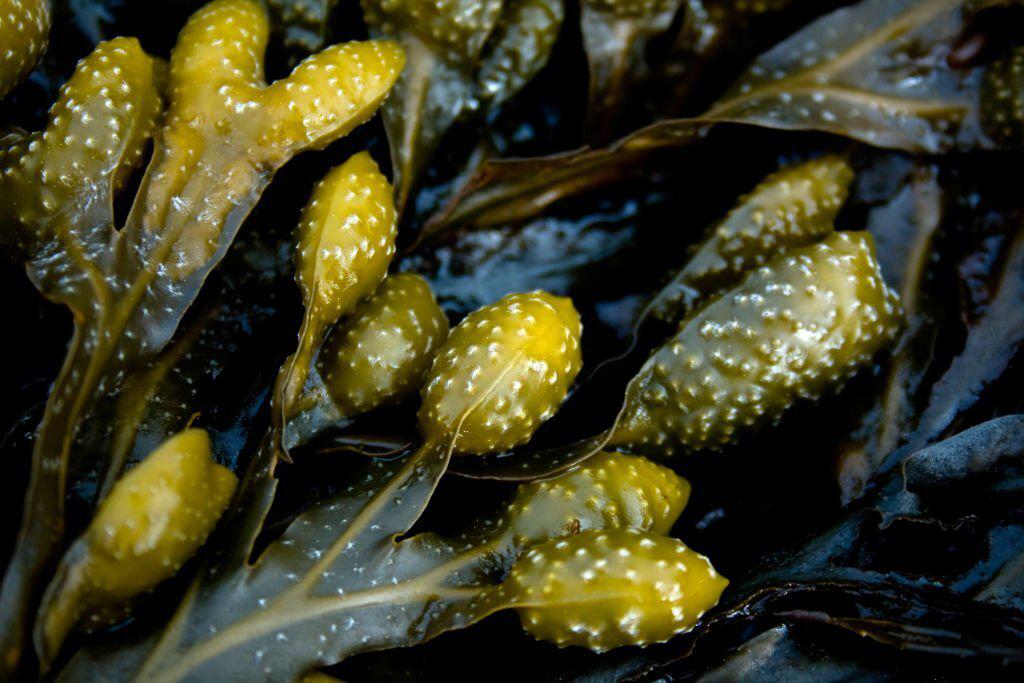 alga kelp