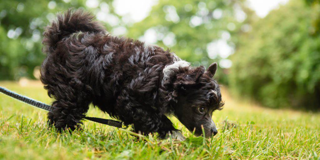 jugar con el perro a buscar