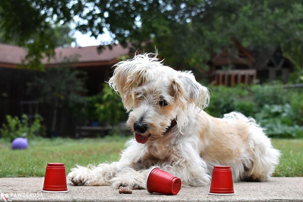 juego trilero perros