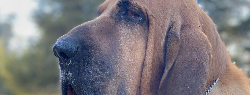 perro con buen olfato