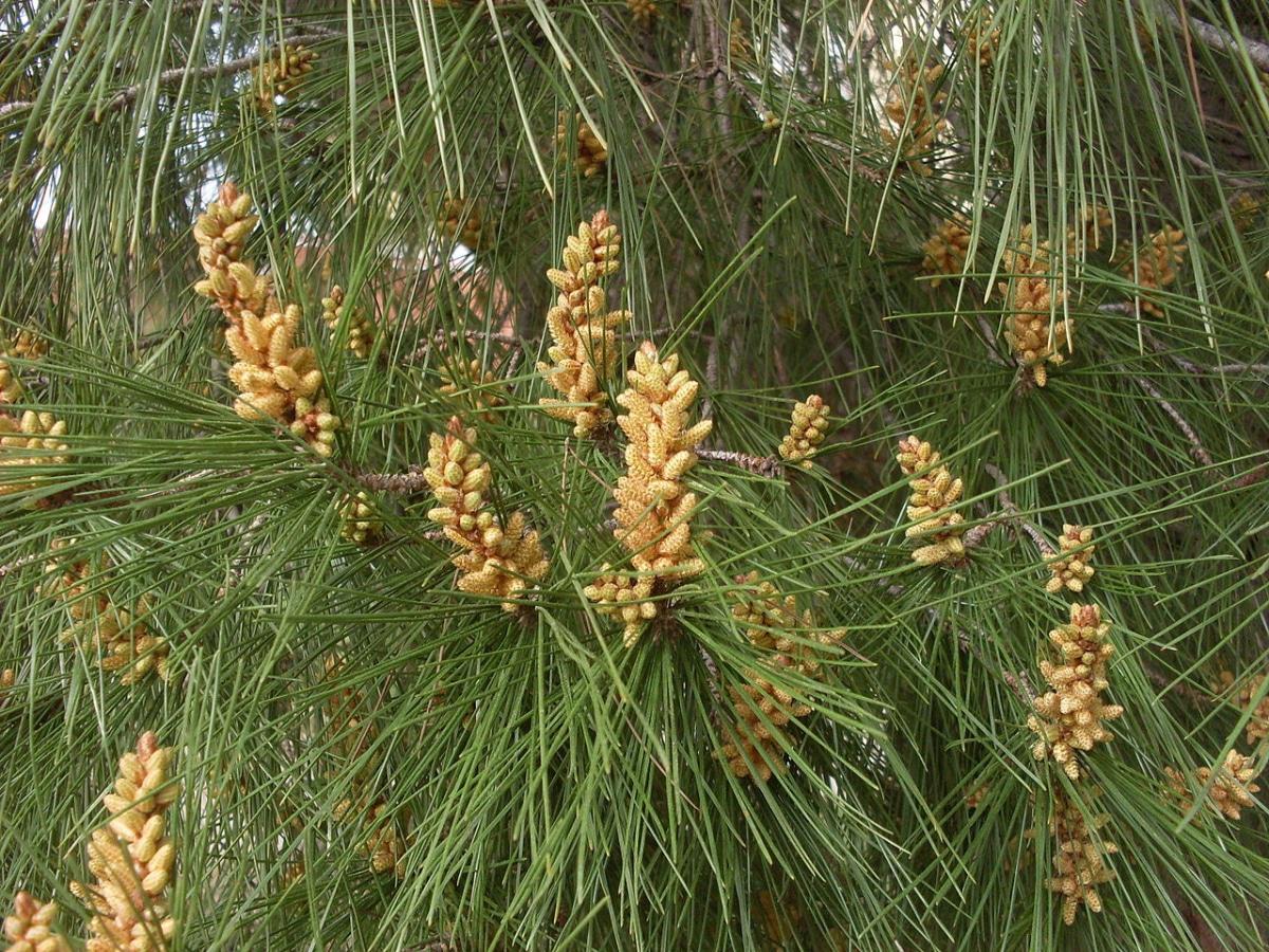 Las hojas del pinus pinea son verdes
