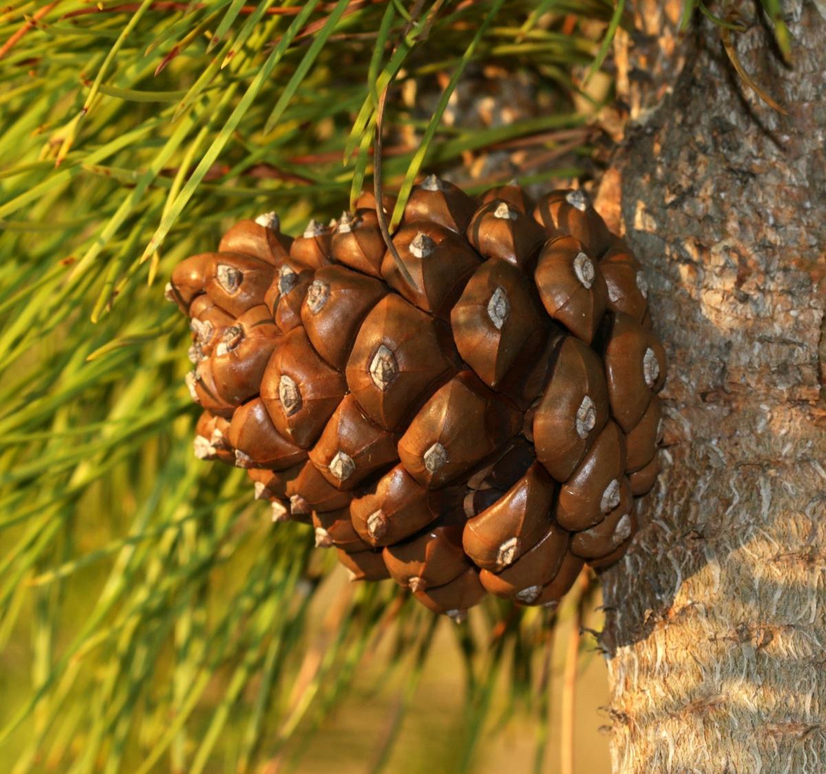 Los conos del pinus pinea son grandes