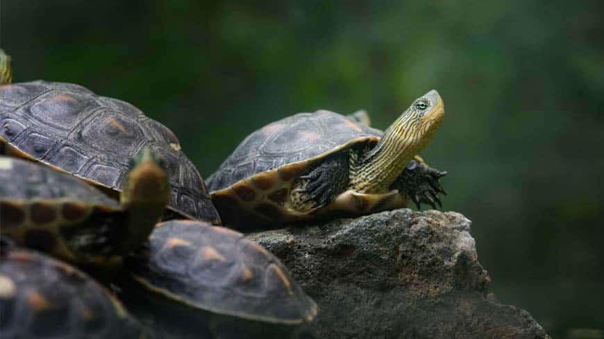 Amy la tortuga voladora - Cuentos infantiles cortos