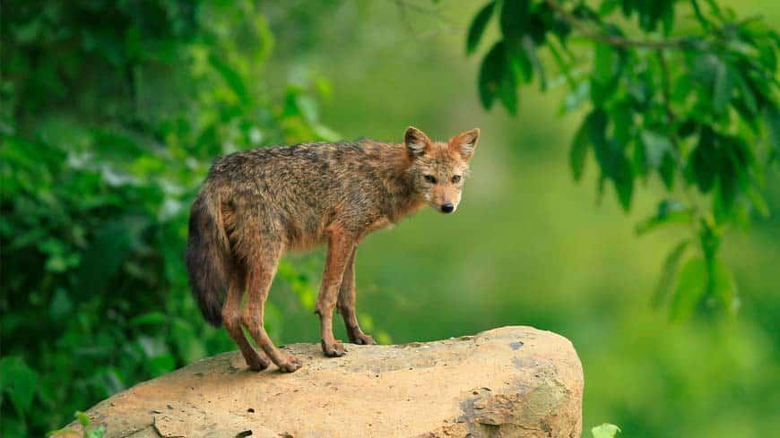 La niña que ayudó al lobo feroz