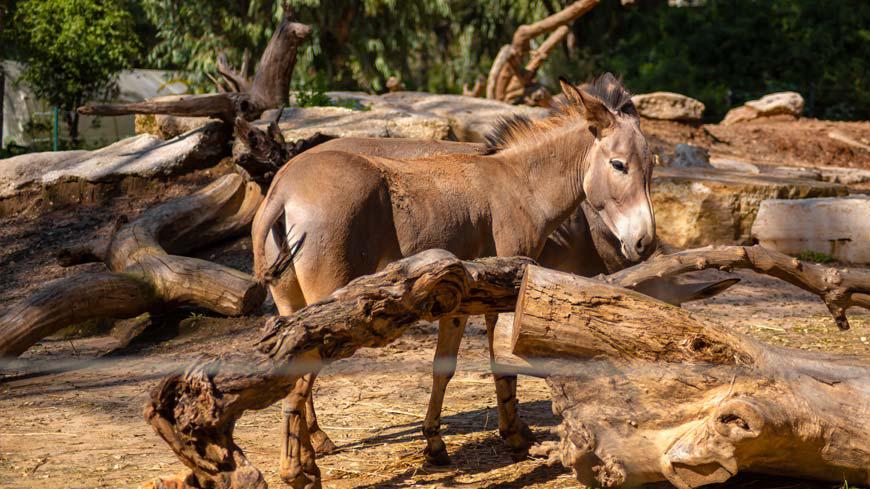 El burro y el caballo ciego