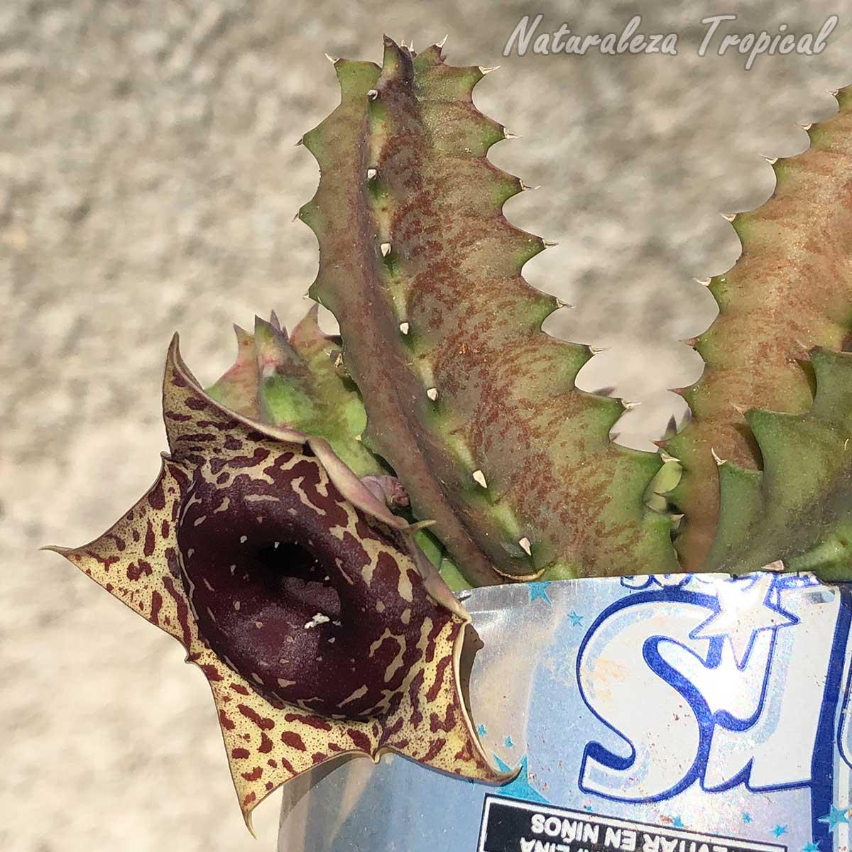 Vista de los tallos de la planta suculenta Huernia ᴵ Big Habanera ᴵ clon 6 KMP 059