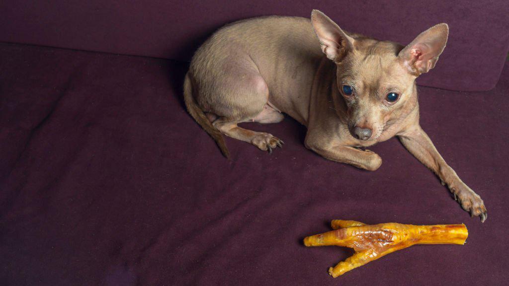 patas de pollo perros