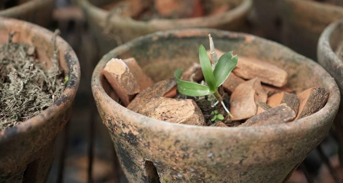 Maceta trasplante orquidea