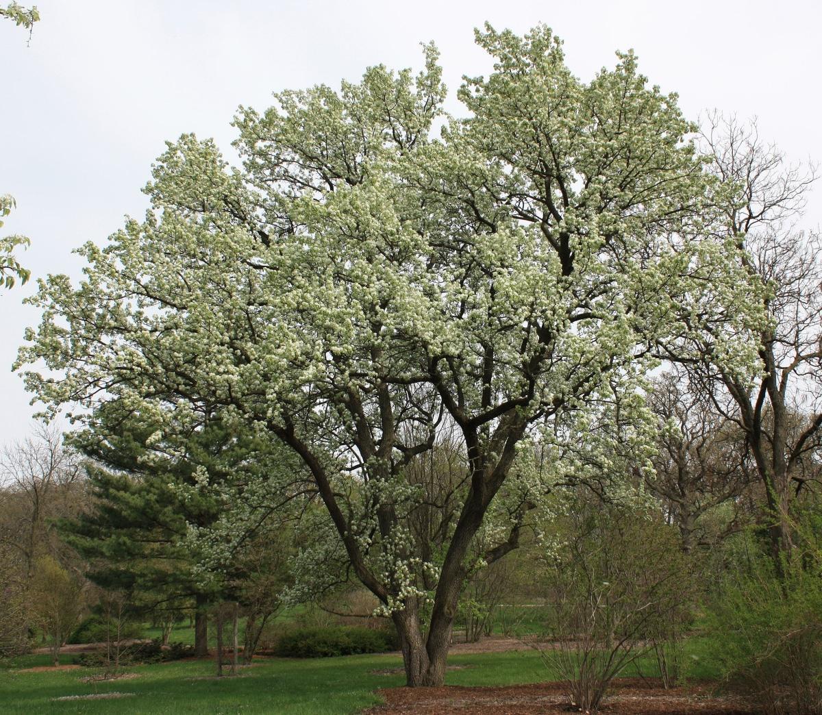 El peral de flor es un árbol caducifolio