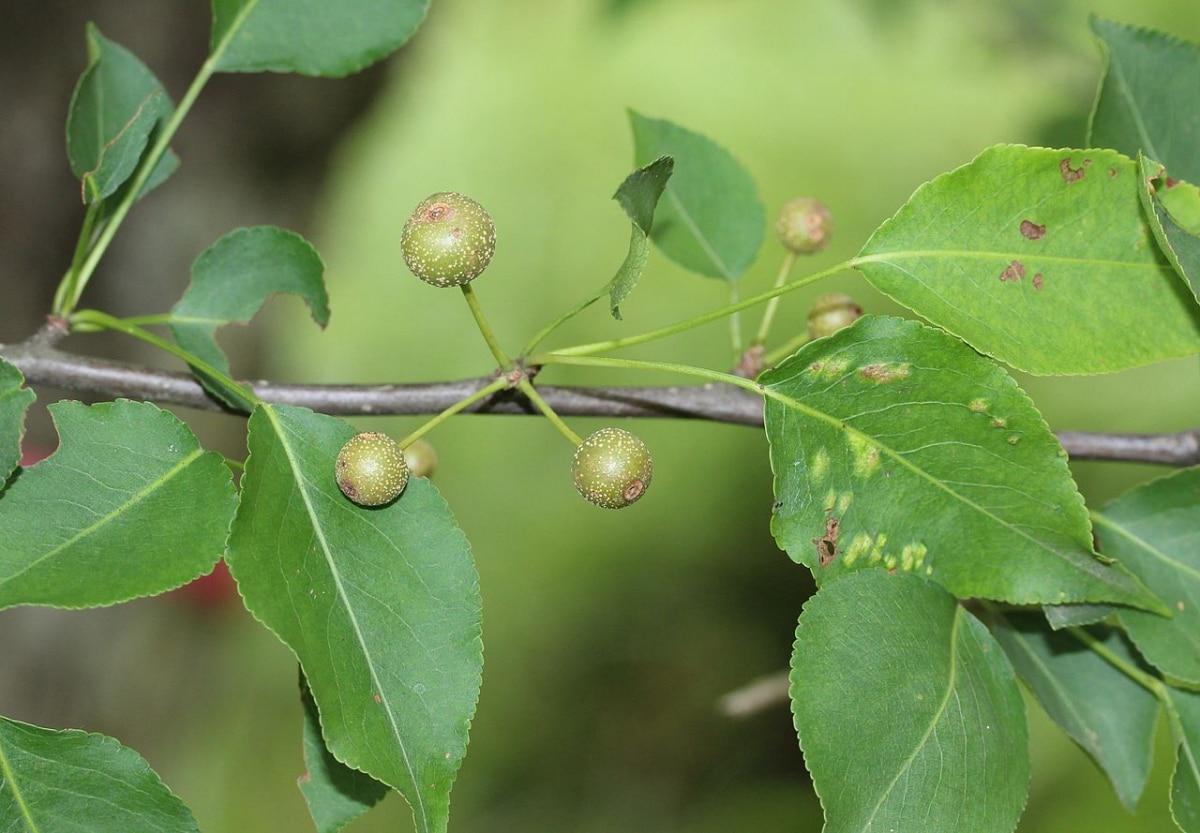 Los frutos del peral de flor son pequeños