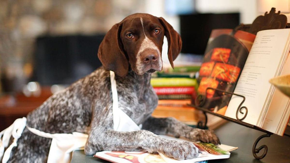 recetas cocinadas para perros