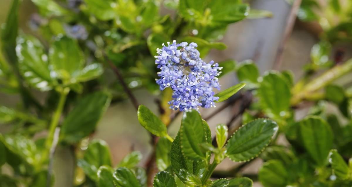 Arbusto Ceanothus